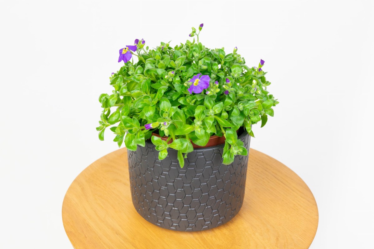 zagwin-zwyczajny-aubrieta-deltoidea-0.jpg