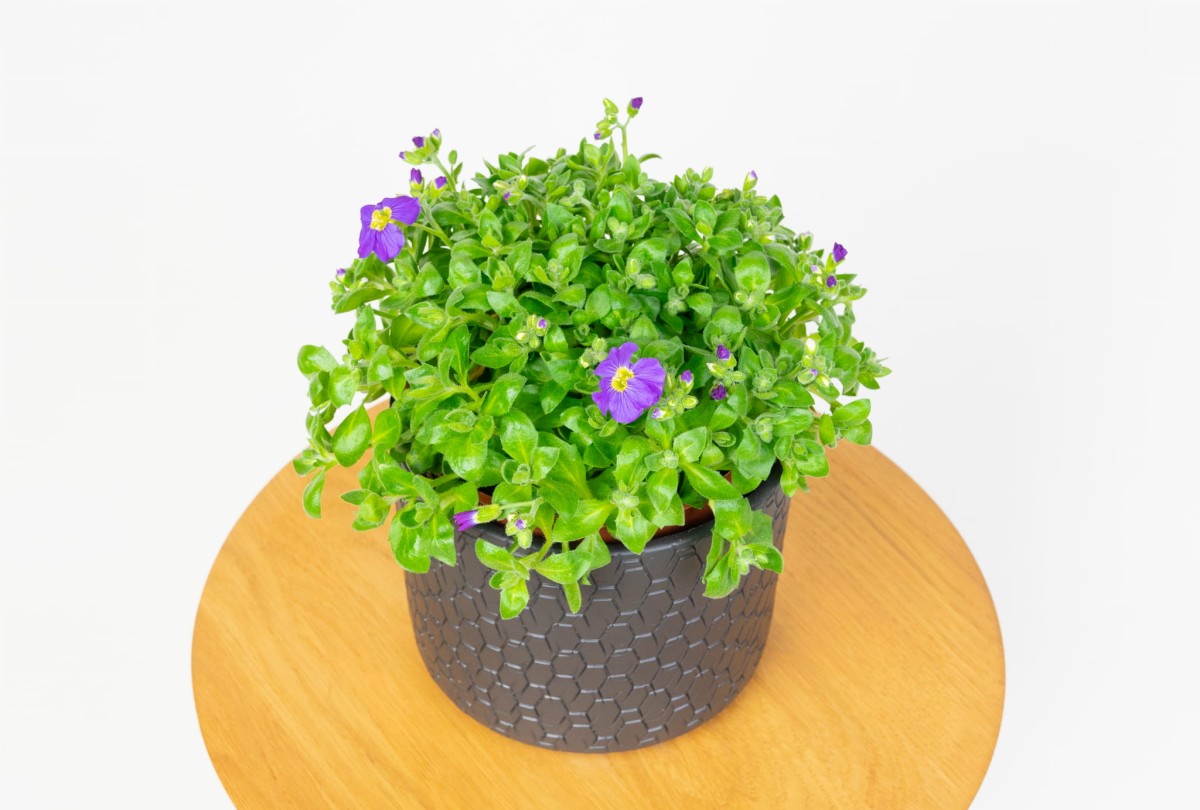 zagwin-zwyczajny-aubrieta-deltoidea-01.jpg