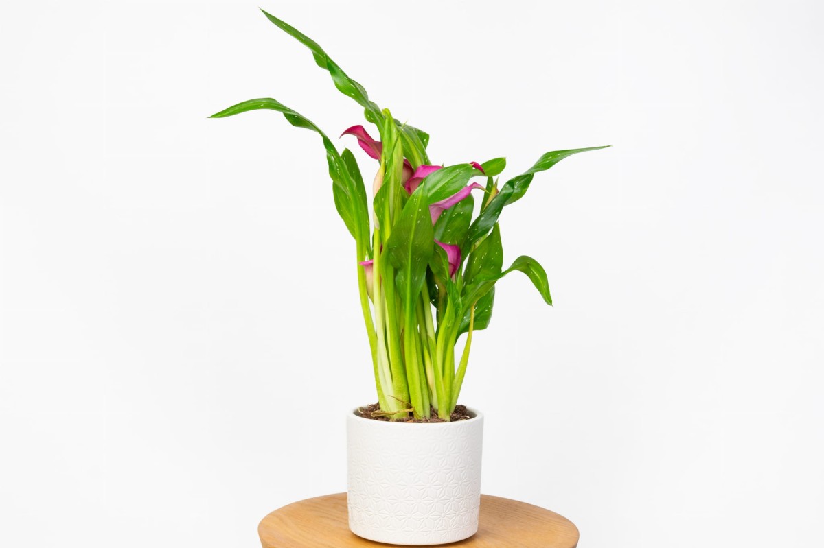 CANTADESKIA-CALL-KALIA-REHMANNIA-ZANTEDESCHIA-0.jpg