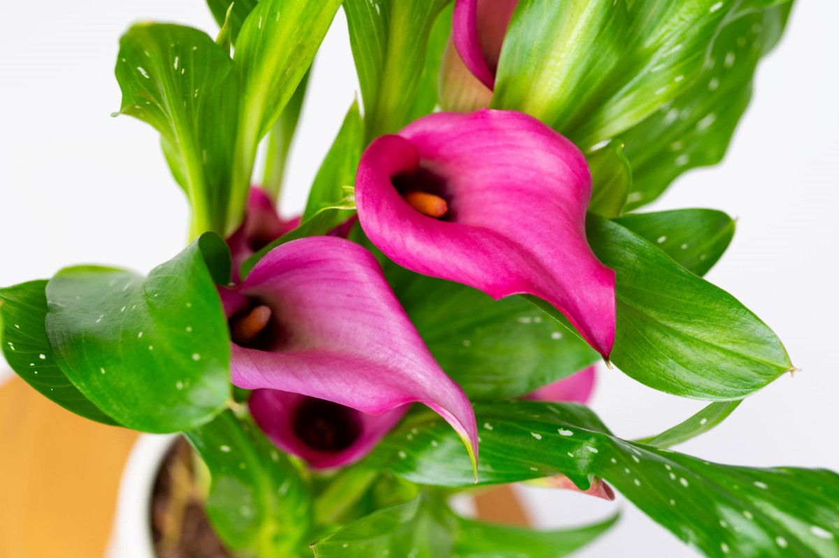 CANTADESKIA-CALL-KALIA-REHMANNIA-ZANTEDESCHIA-01.jpg