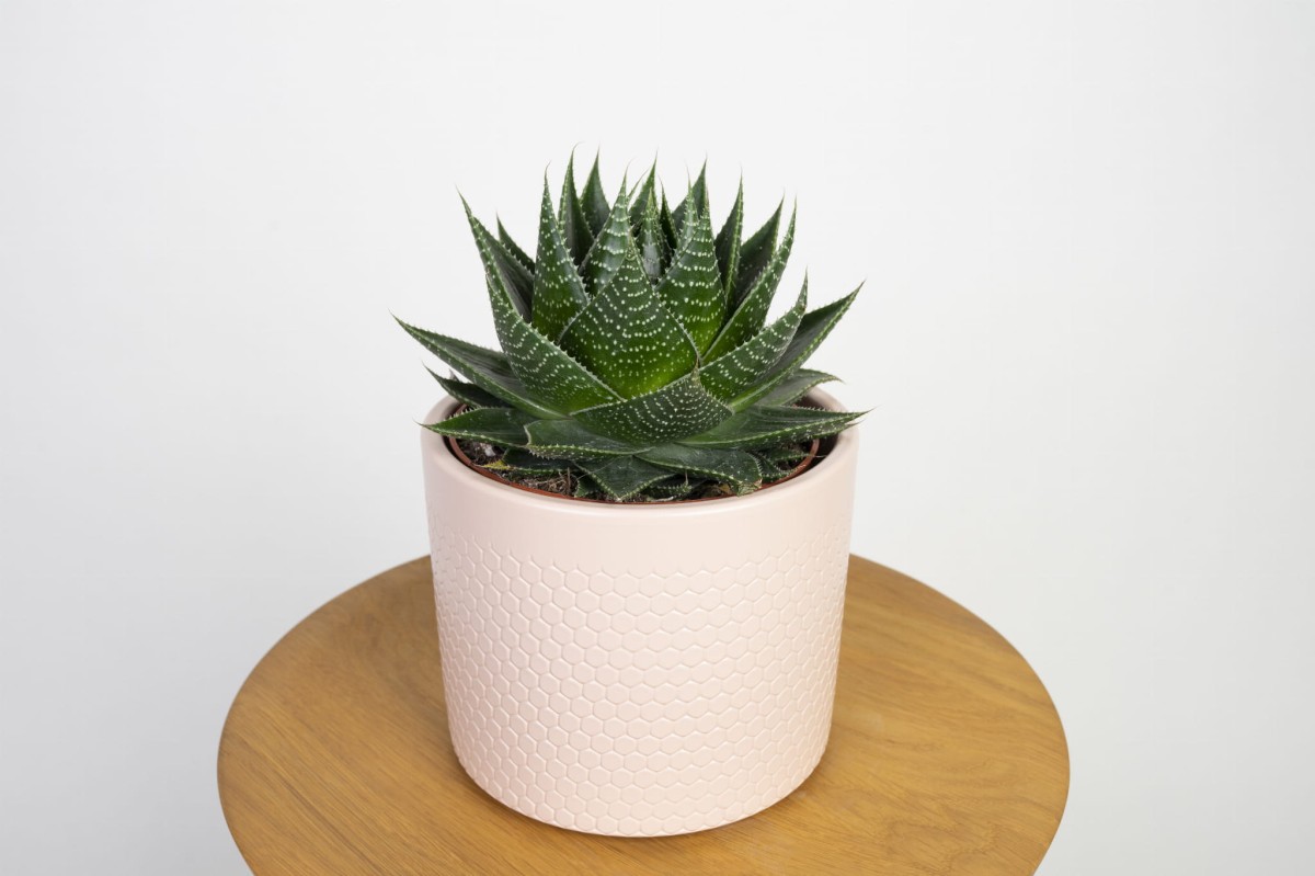 aloes-cosmo-aloe-aristata-green-pearl-02.jpg