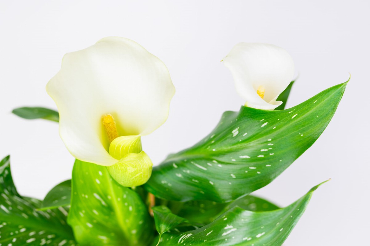 Kalia-białokremowa-Zantedeschia-albaomaculata-03.jpg