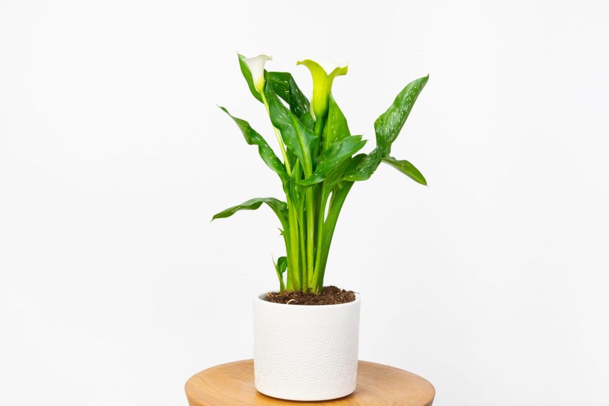 Kalia-białokremowa-Zantedeschia-albaomaculata-0.jpg
