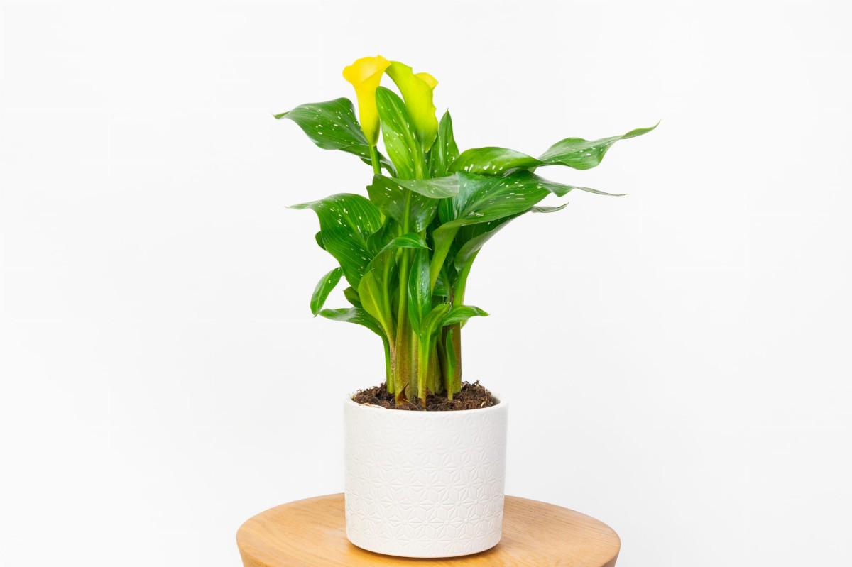 Kalia-żółta-Zantedeschia-albaomaculata-0.jpg