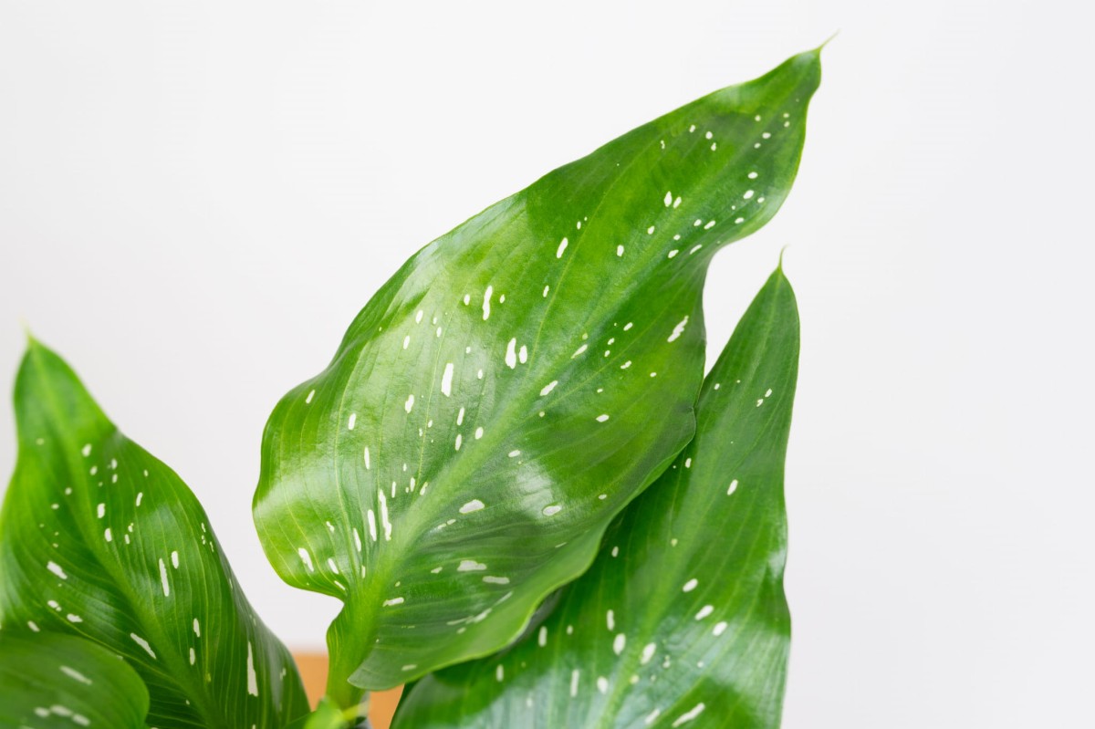 Kalia-białokremowa-Zantedeschia-albaomaculata-01.jpg