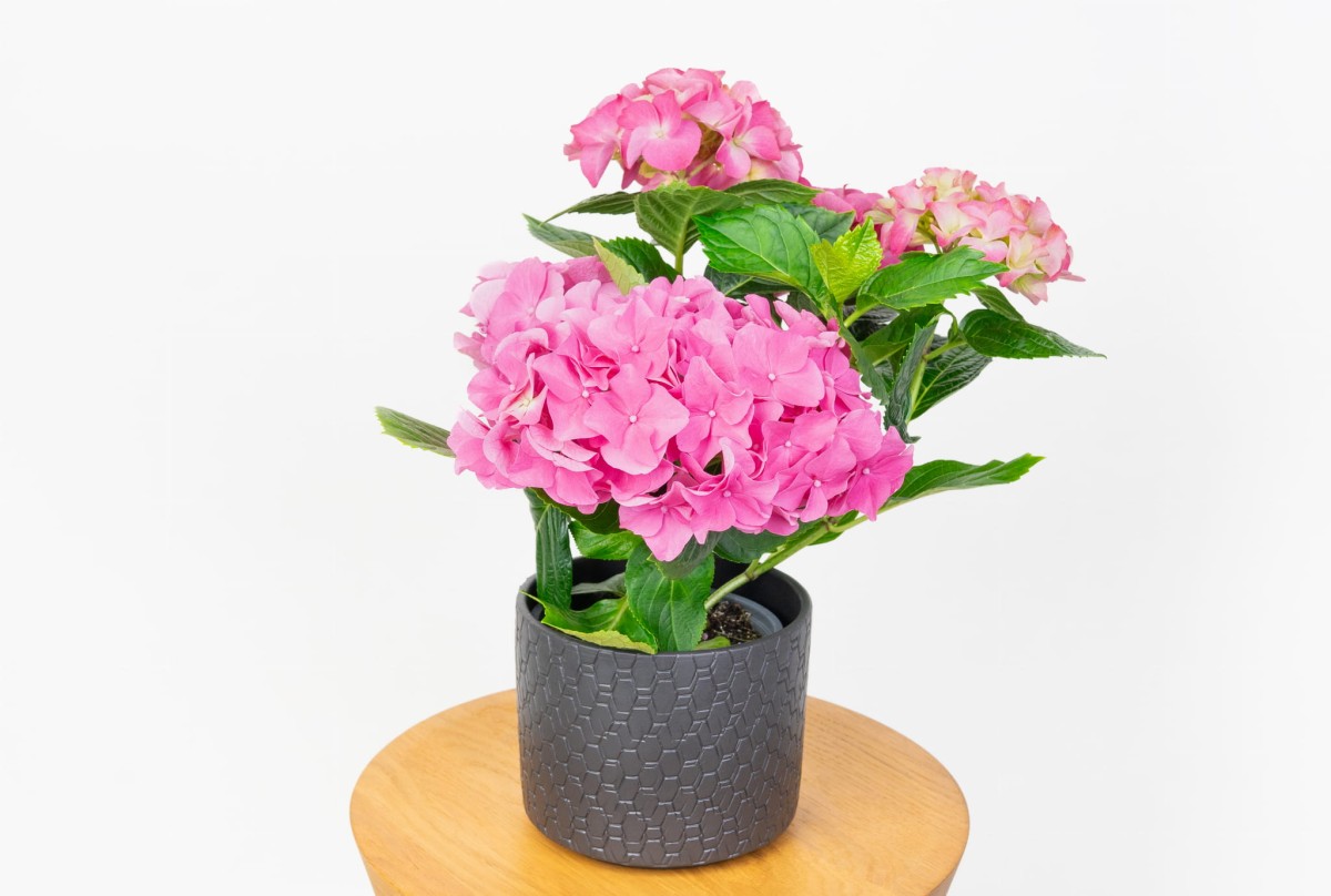 Hortensja-Ogrodowa-Hot-Red-Hydrangea-Macrophylla-01.jpg
