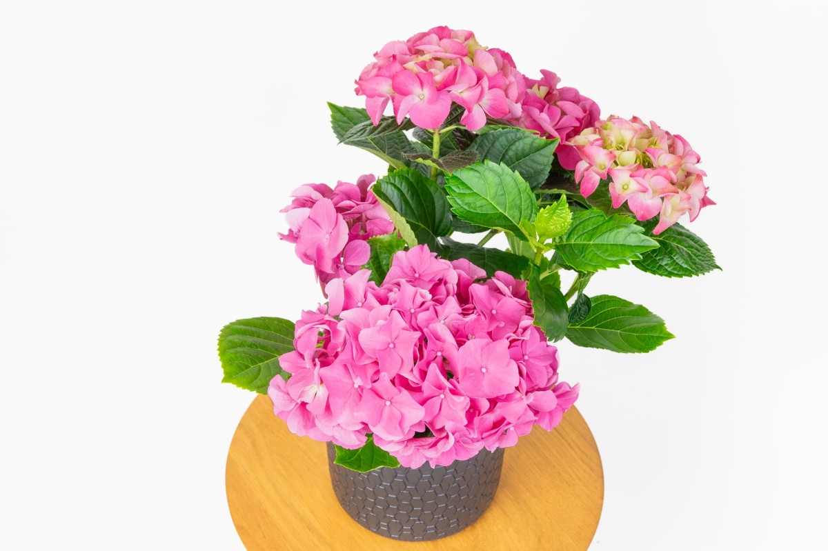 Hortensja-Ogrodowa-Hot-Red-Hydrangea-Macrophylla-03.jpg