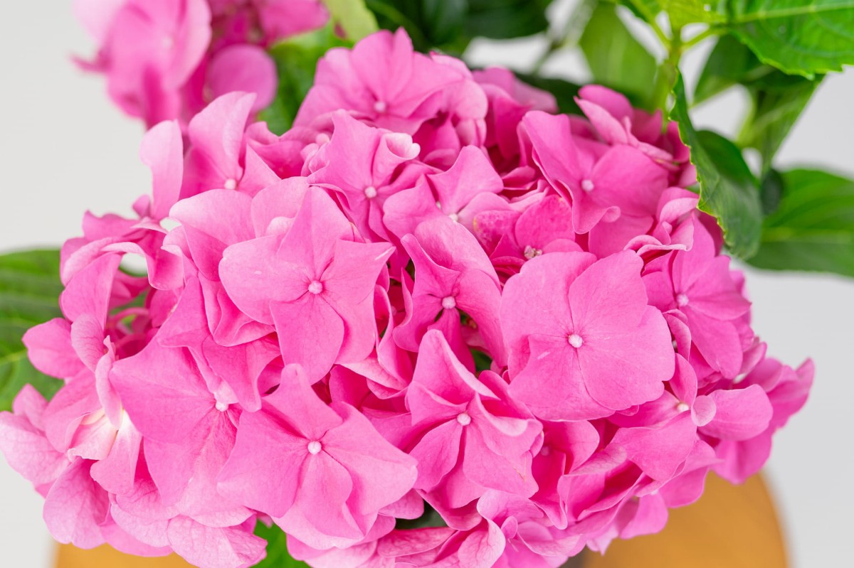 Hortensja-Ogrodowa-Hot-Red-Hydrangea-Macrophylla-04.jpg
