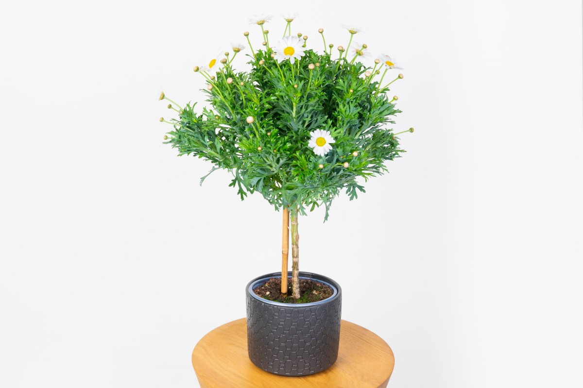 margaretka-argyranthemum-na-pniu-01.jpg