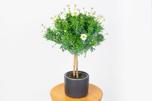 Margaretka biała Argyranthemum na Pniu