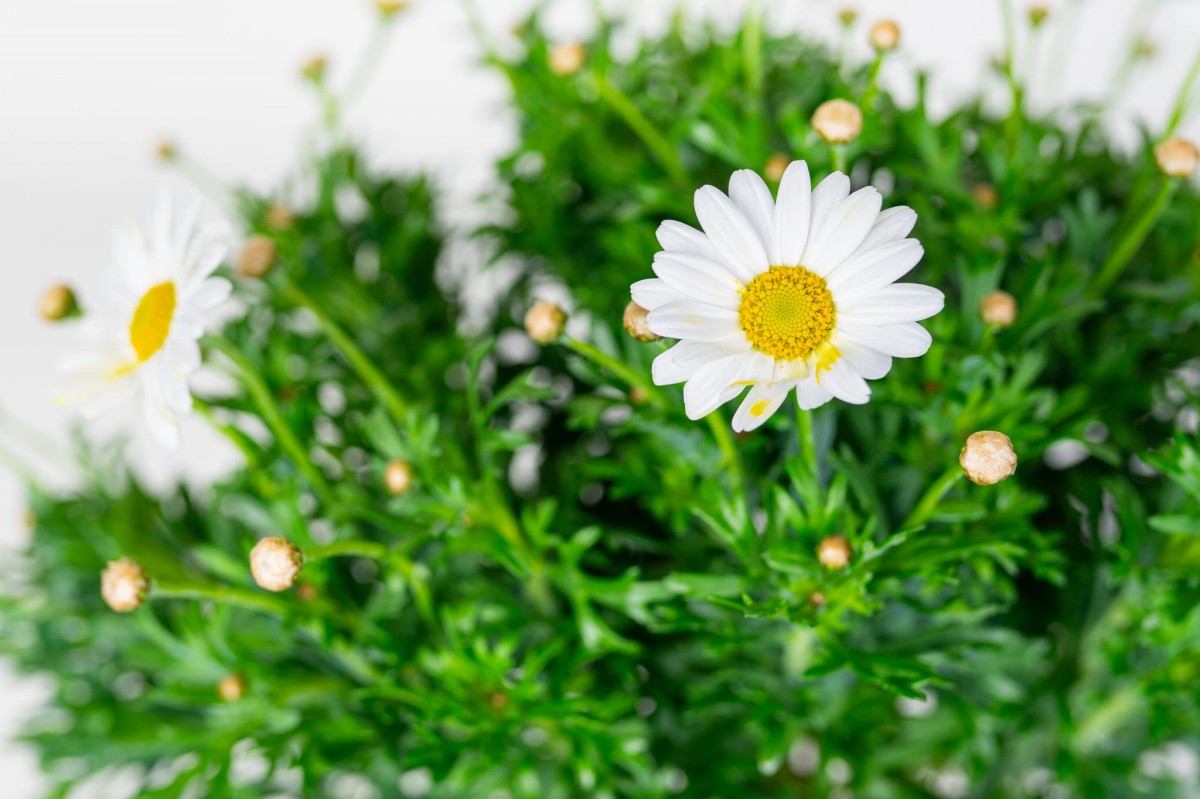 margaretka-argyranthemum-na-pniu-03.jpg