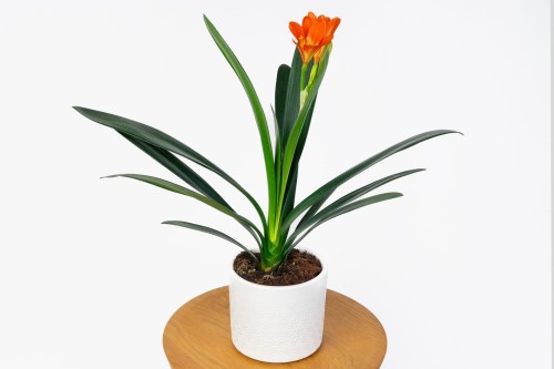 Kliwia Pomarańczowa (Clivia miniata) 
