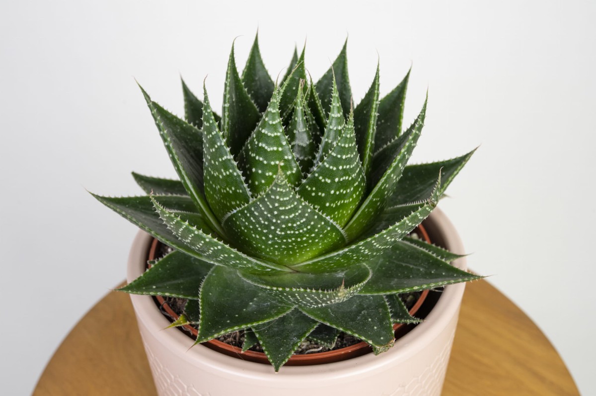 aloes-cosmo-aloe-aristata-green-pearl-liscie.jpg