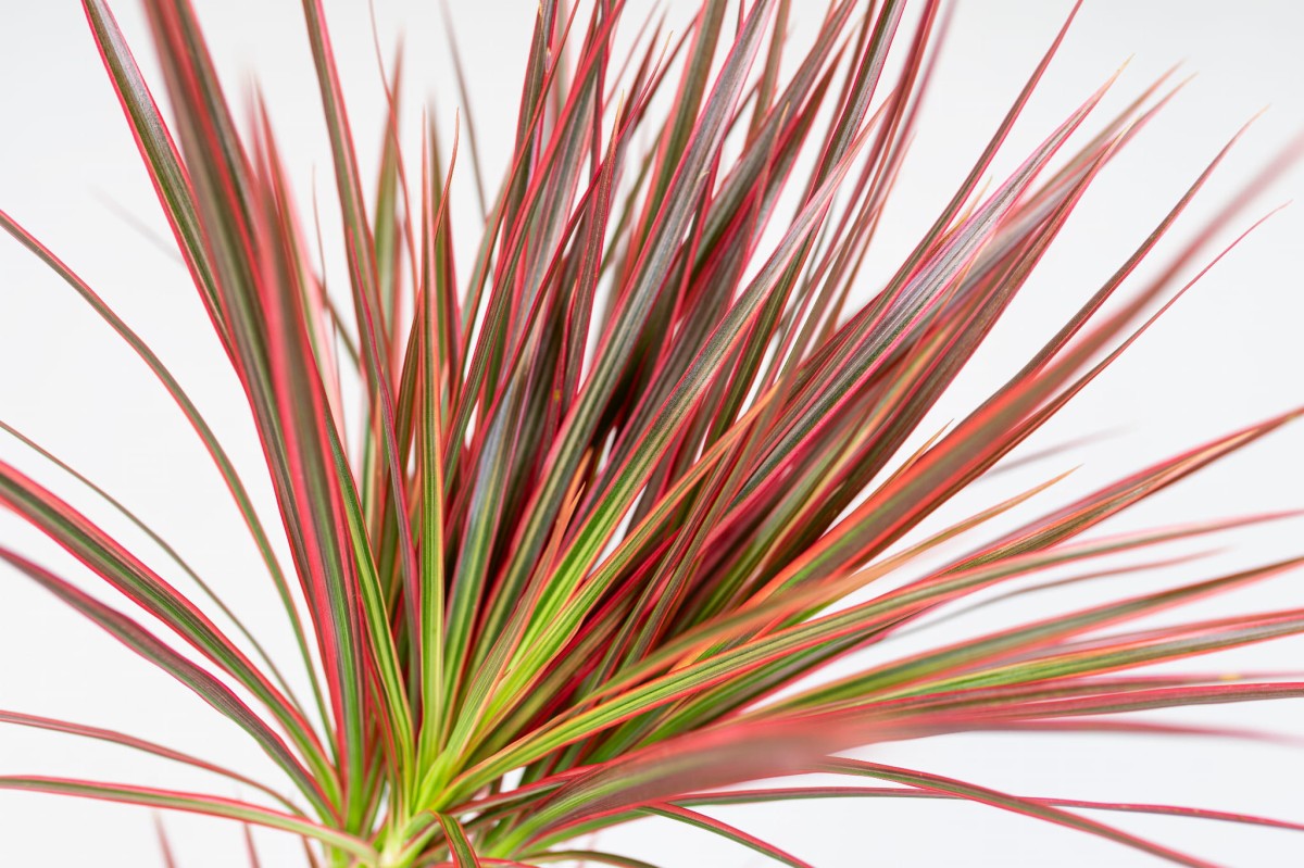 Dracena-Colorama-01.jpg