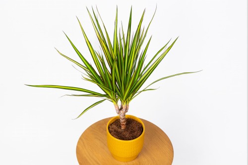Dracaena marginata Sunray (Dracena)