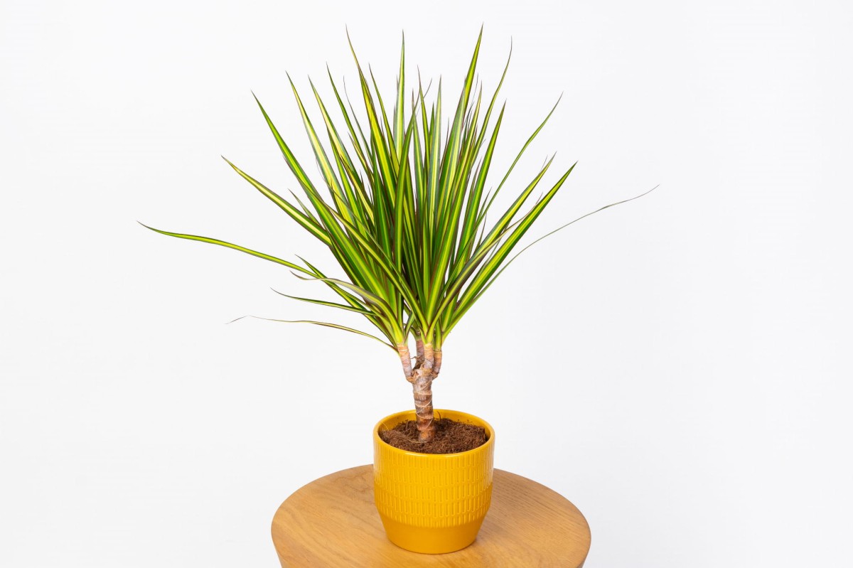 Dracaena-marginata-Sunray-Dracena-0.jpg