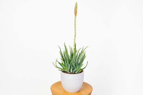  Aloes niski - kwitnący (Aloe humilis)