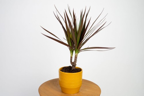 Dracena obrzeżona 'Magenta' (Dracaena marginata)