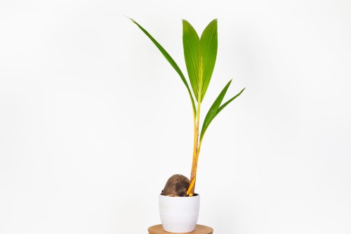 Palma kokosowa (Coco nucifera)