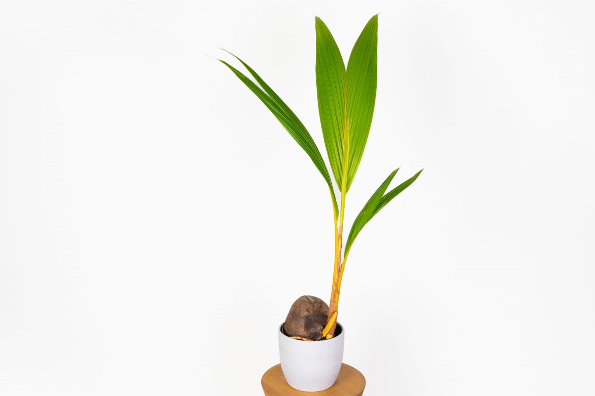 Palma-kokosowa-Coco-Nucufera-0Palma-kokosowa-Coco-Nucufera-03.jpg