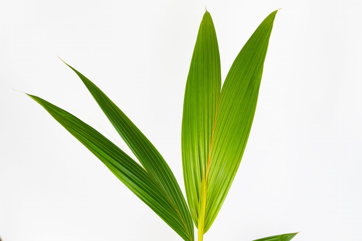 Palma-kokosowa-Coco-Nucufera-02.jpg