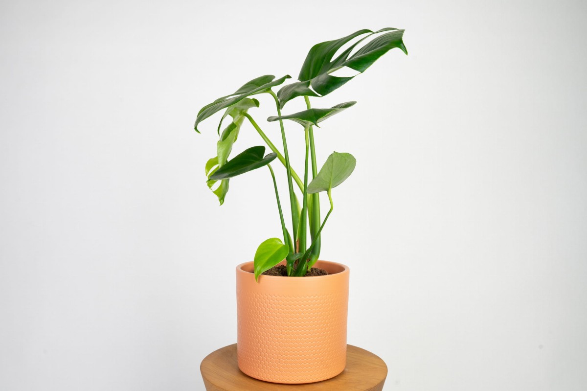 monstera-deliciosa-monstera-dziurawa-3.jpg