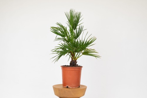 Palma karłowa (Chamaerops humilis) 
