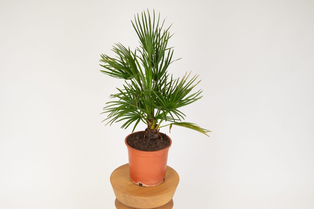 Palma-karlowa-Chamaerops-humilis-02.jpg