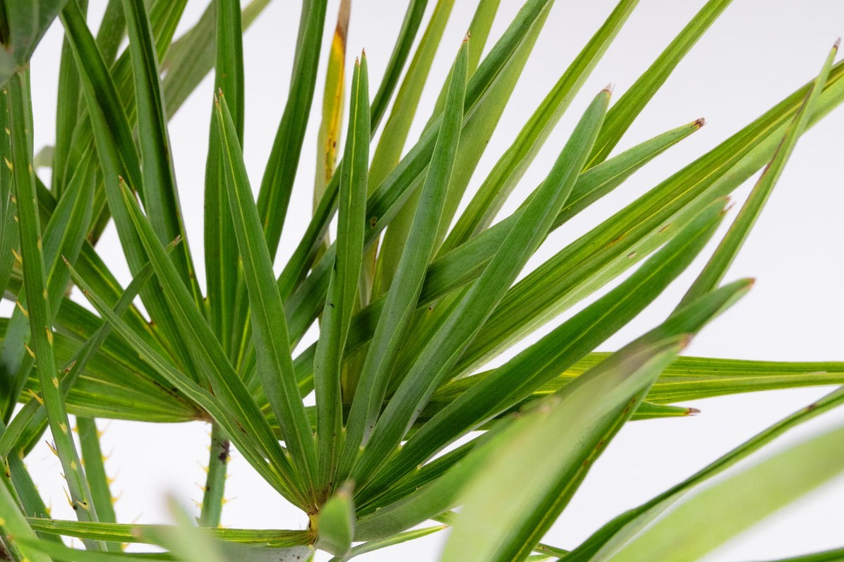 Palma-karlowa-Chamaerops-humilis-0.jpg
