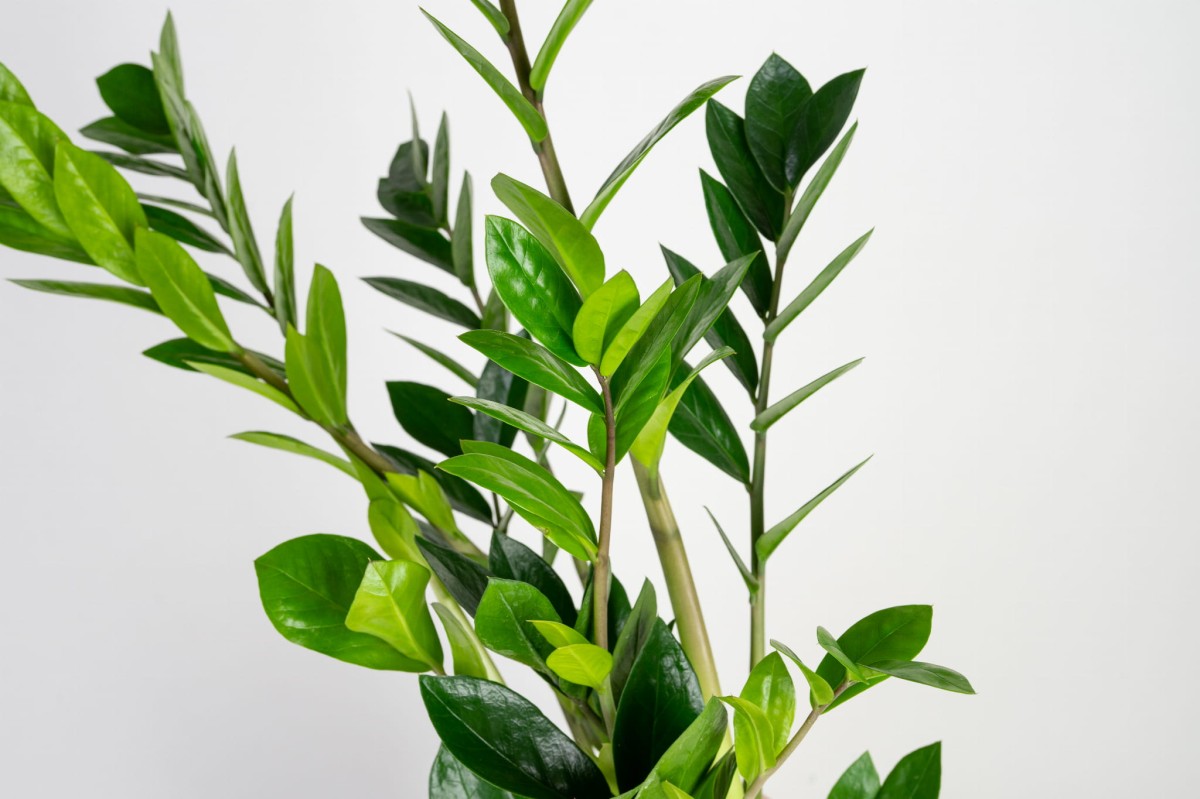 zamioculcas-zamiifolia-zamiokulkas-zamiolistny-lisc.jpg