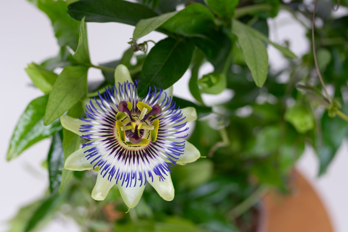 Meczennica-blekitna-CAERULEA-Passiflora-03.jpg