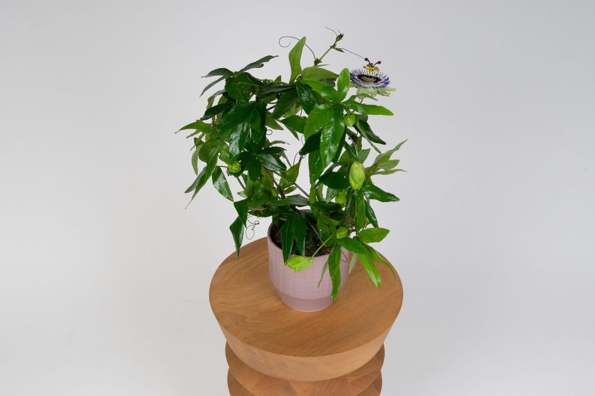 Meczennica-blekitna-CAERULEA-Passiflora-02.jpg