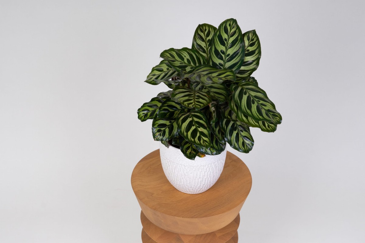 Kalatea-Makoya-Calathea-Makoyana-01.jpg