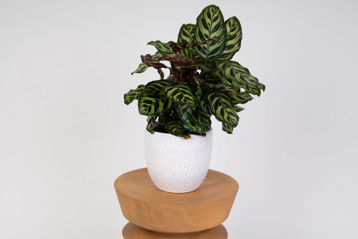Kalatea-Makoya-Calathea-Makoyana-04.jpg