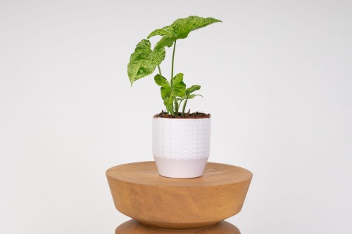 Syngonium (Zroślicha) 'Mottled Mojito' 
