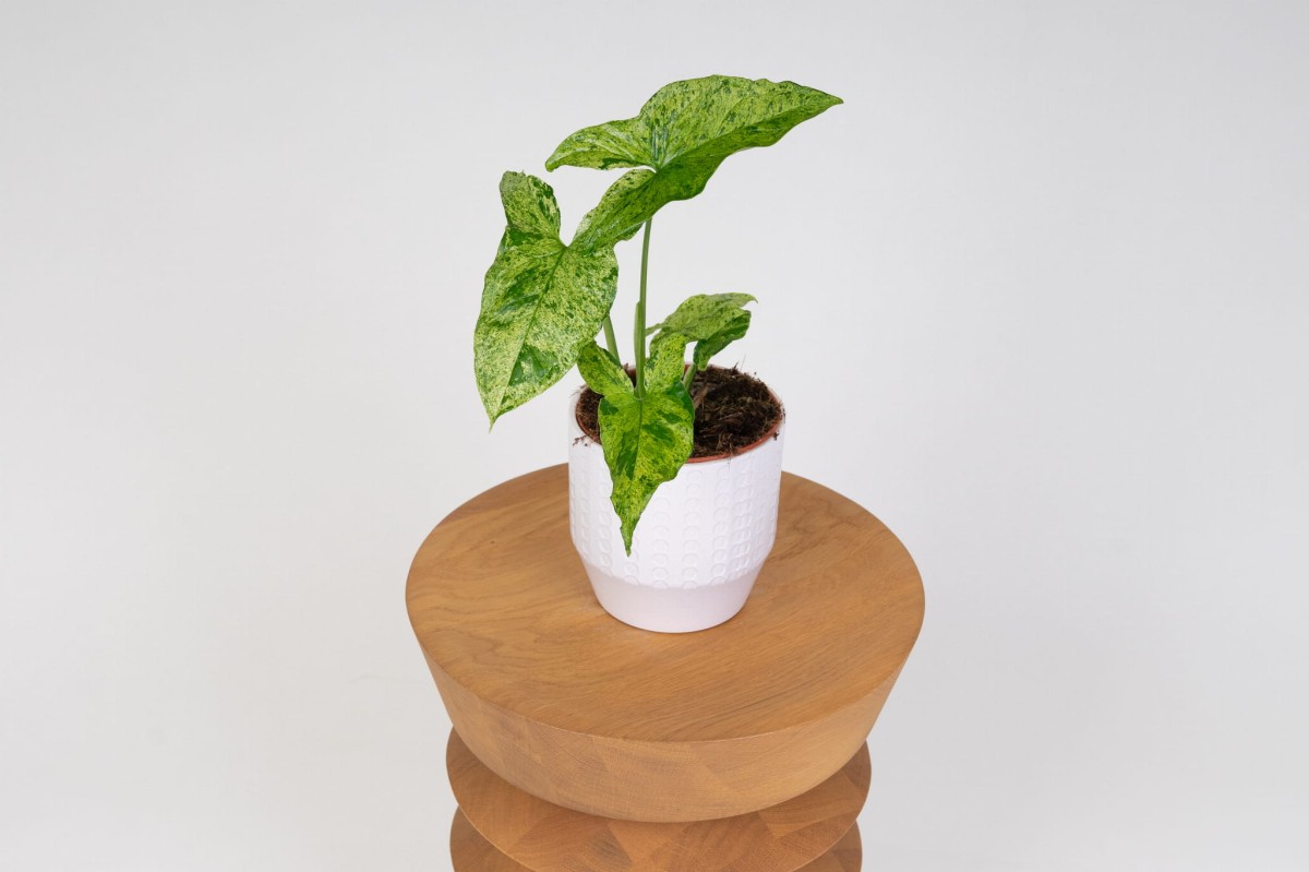 Syngonium-Zroslicha-Mottled-Mojito-01.jpg