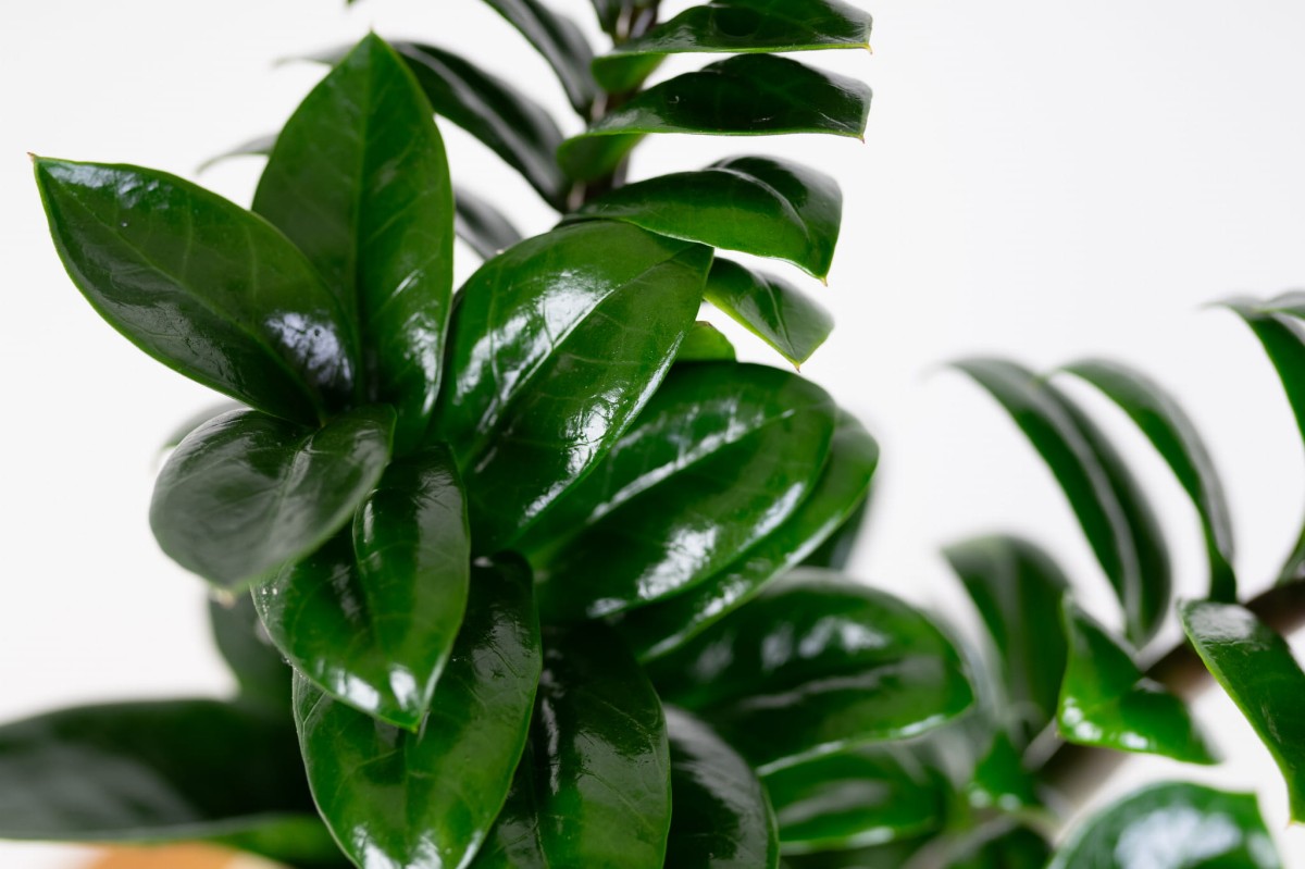 Zamioculcas-Zenzi-Zenzi-ZZ-Plant-Zamiokulkas-zamiolistny-04.jpg
