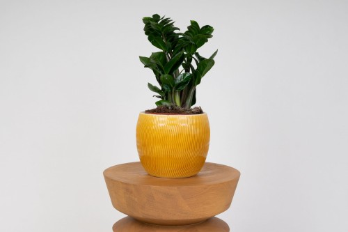 Zamioculcas Zenzi (Zenzi ZZ Plant) Zamiokulkas zamiolistny