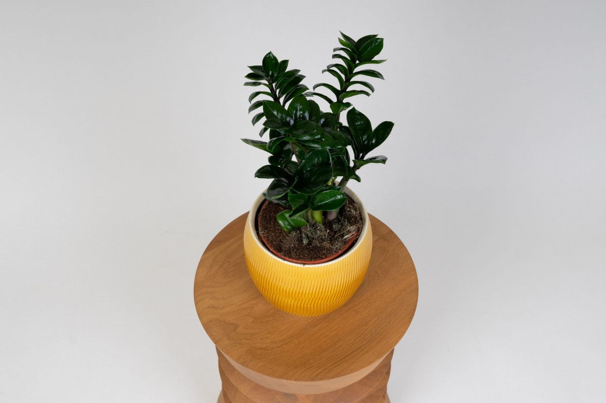 Zamioculcas-Zenzi-Zenzi-ZZ-Plant-Zamiokulkas-zamiolistny-03.jpg