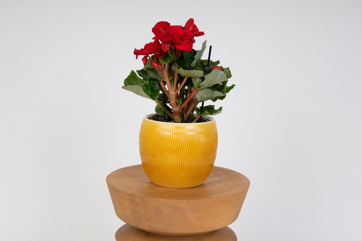 Begonia-bulwiasta-czerwona-0.jpg
