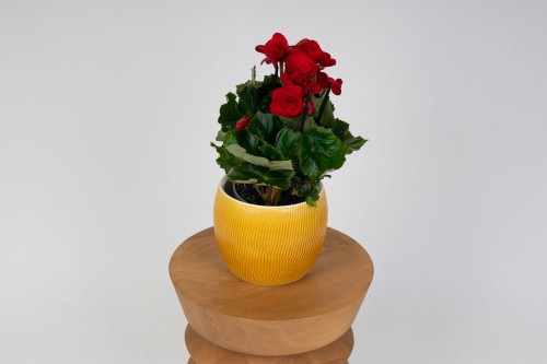 Begonia bulwiasta - czerwona