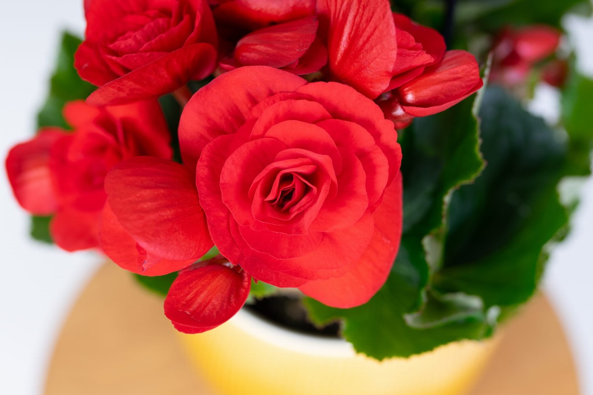 Begonia-bulwiasta-czerwona-04.jpg