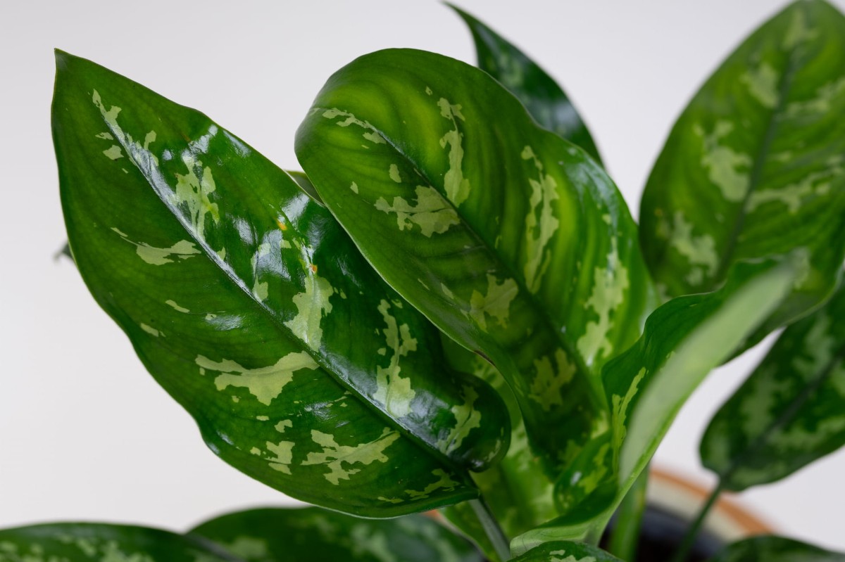 Aglaonema-Maria-04.jpg