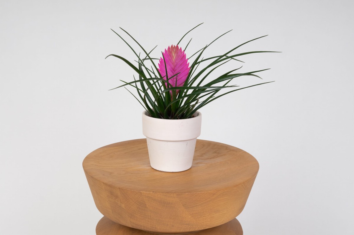 Oplatwa-Tillandsia-Cyanea-01.jpg