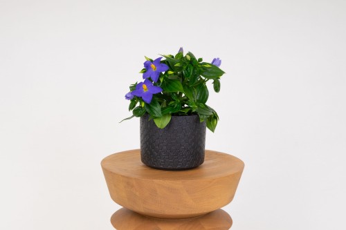 Goryczka bezłodygowa 'Gentiana acaulis' 