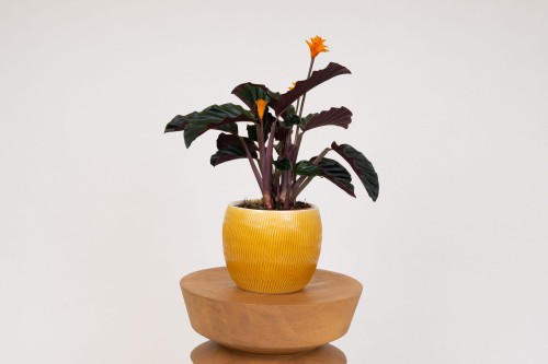 Calathea Goeppertia crocata 'Tassmania' (Kalatea)