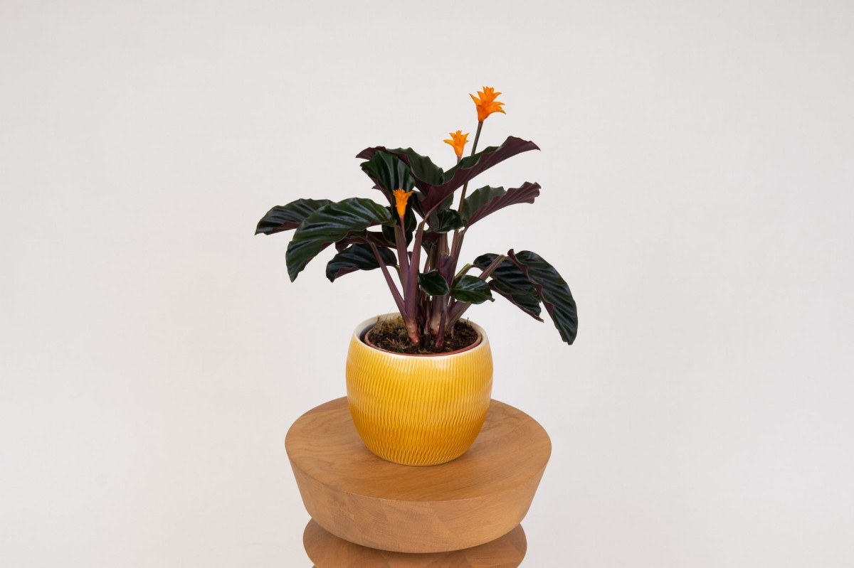 Calathea-Goeppertia-crocata-Tassmania-Kalatea-01.jpg