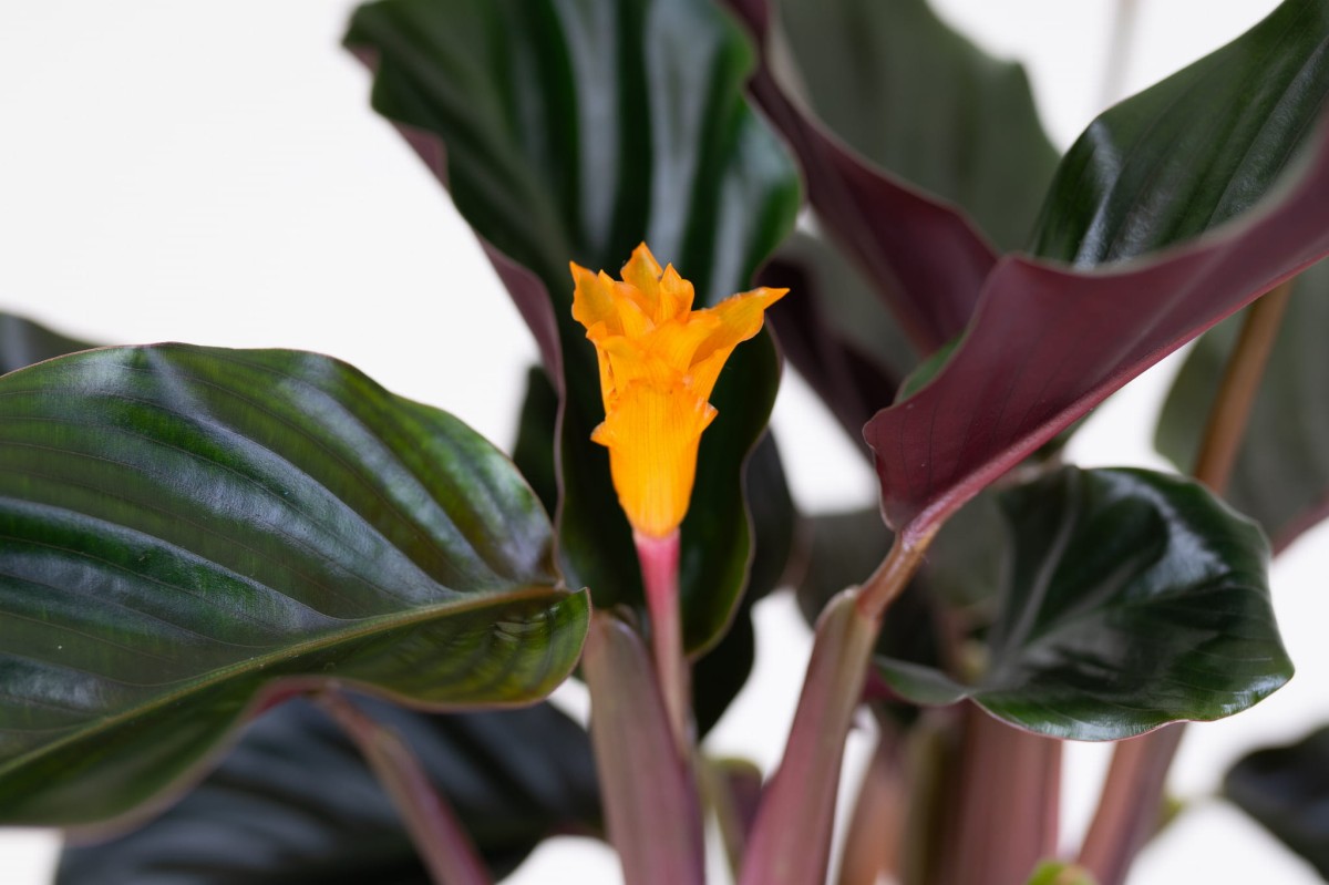 Calathea-Goeppertia-crocata-Tassmania-Kalatea-05.jpg