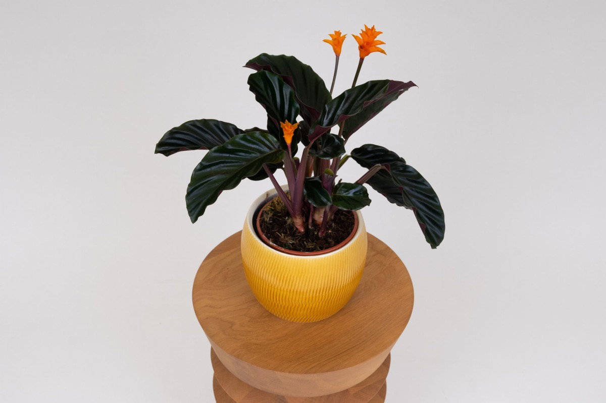 Calathea-Goeppertia-crocata-Tassmania-Kalatea-06.jpg