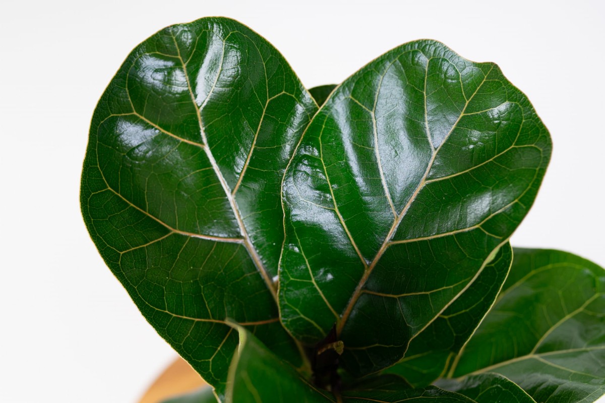 Fikus-lyrata-ficus-dębolistny-01.jpg